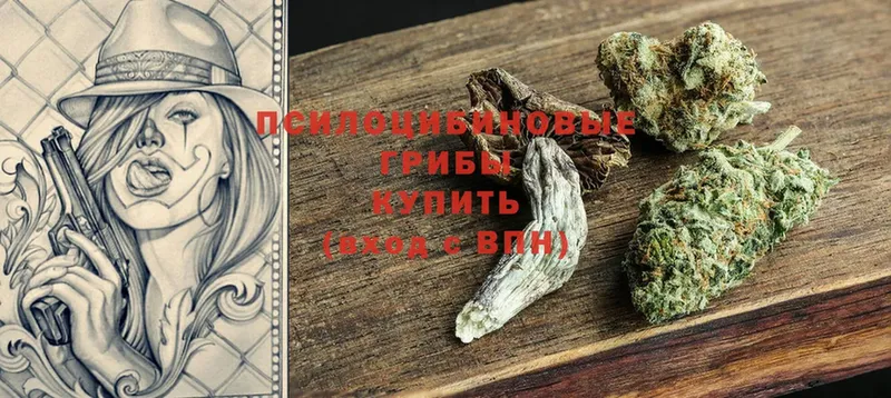 где можно купить   Лыткарино  Галлюциногенные грибы Psilocybine cubensis 